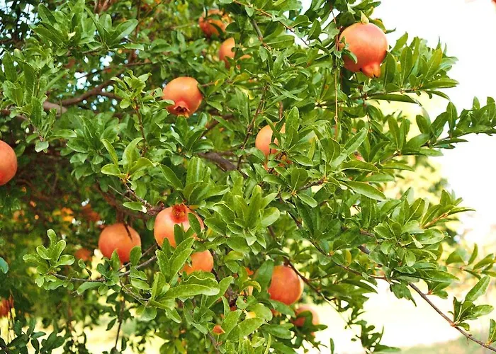 住宿加早餐酒店 Mercan 2*