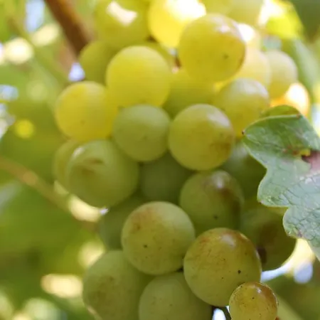 Mercan Bed & Breakfast Datca