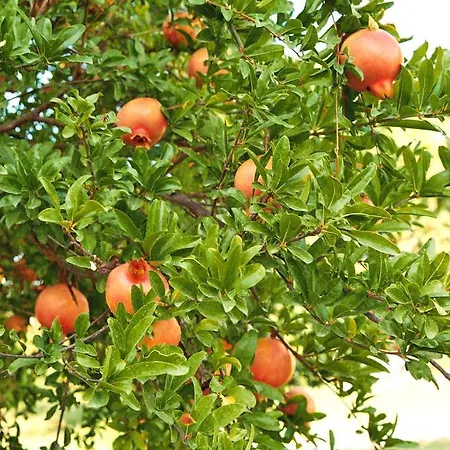 Bed & Breakfast Mercan 2*