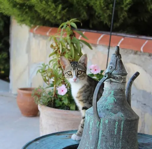 Mercan Bed & Breakfast