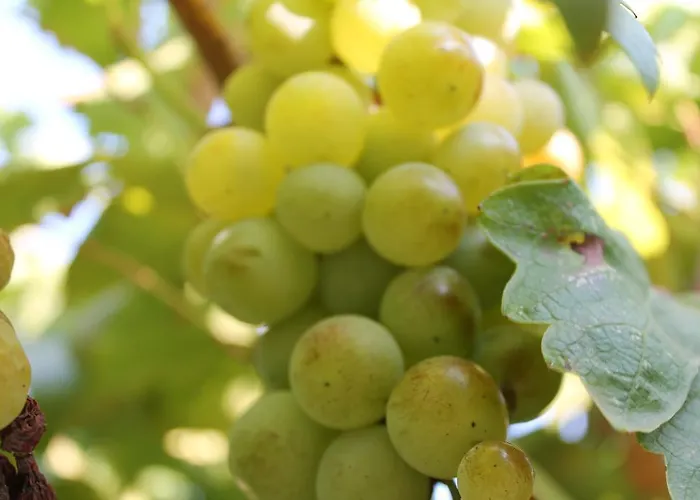 Mercan Bed & Breakfast Datca